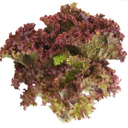 ハワイアンレタス 株式会社グッドリーフ